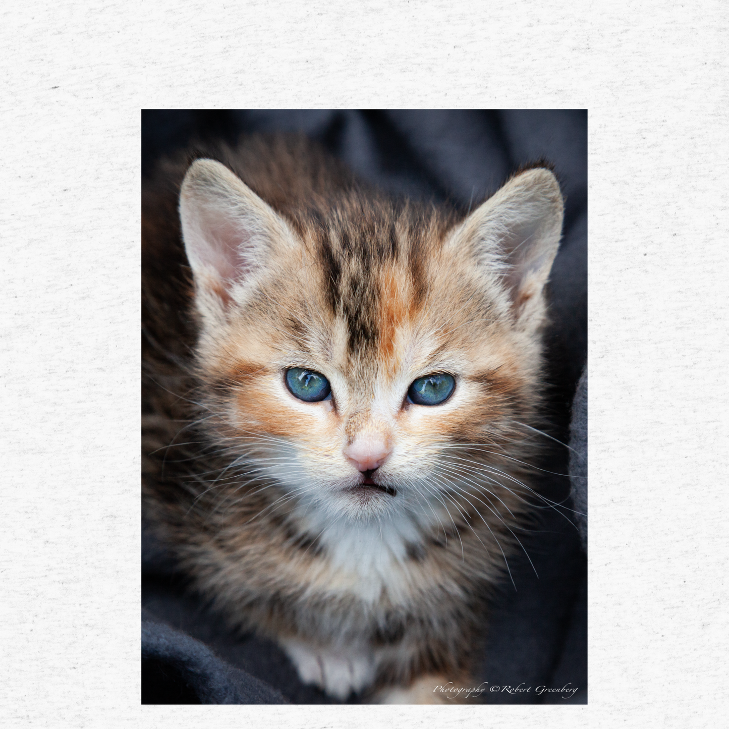Kitten on White - Tri-Blend Bella 3413 Short sleeve t-shirt
